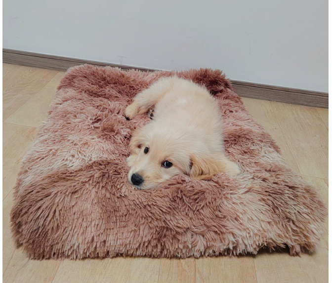Plush and Cosy Dog Bed